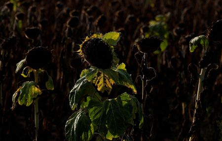 tagreuters.com2024binary_LYNXMPEKB80GR-VIEWIMAGE