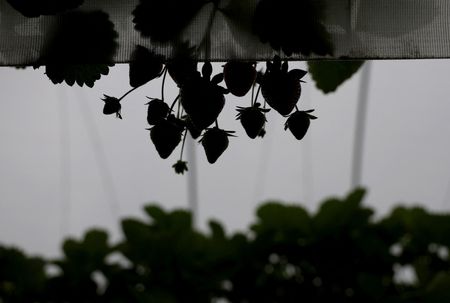 tagreuters.com2025binary_LYNXNPEL530LT-VIEWIMAGE