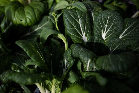 tagreuters.com2024binary_LYNXMPEK41091-VIEWIMAGE