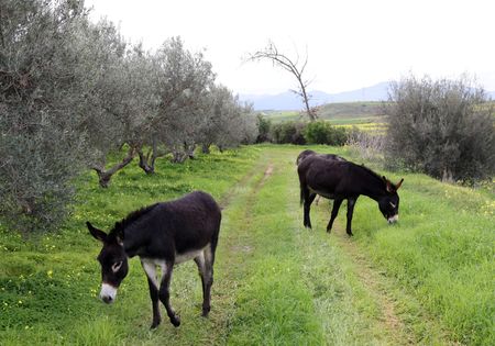 tagreuters.com2025binary_LYNXNPEL1N088-VIEWIMAGE