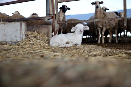 tagreuters.com2024binary_LYNXNPEK1Q06D-VIEWIMAGE