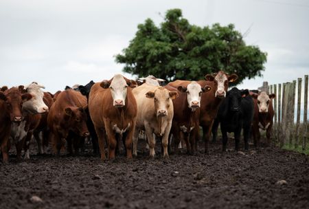 tagreuters.com2025binary_LYNXMPEL4G057-VIEWIMAGE