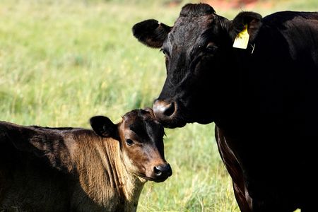 tagreuters.com2025binary_LYNXMPEL6O00S-VIEWIMAGE